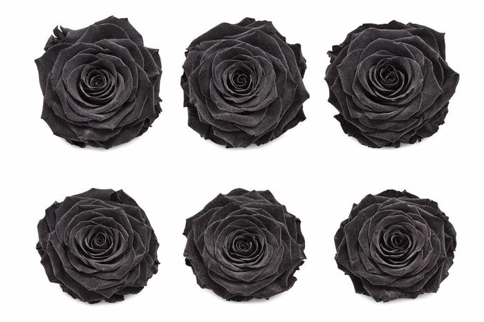 <h4>Ro Pres Classic Black</h4>