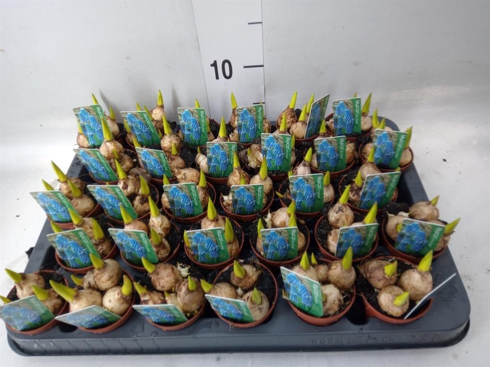 <h4>Muscari  'Magic Blue'</h4>