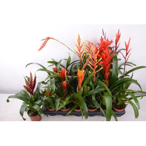BROMELIA GEM 15 SRT