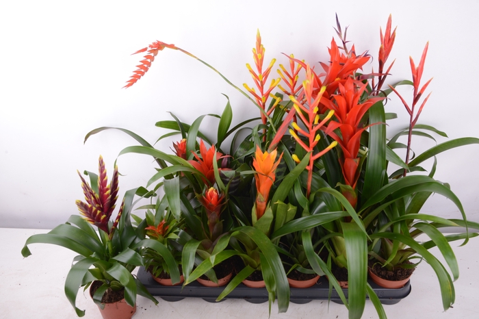<h4>BROMELIA GEM 15 SRT</h4>