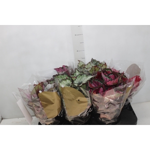 BEGONIA BELEAF P15 PO