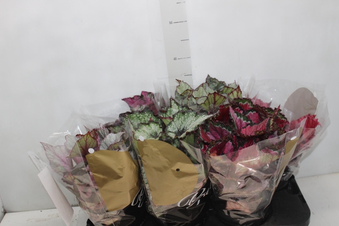 <h4>BEGONIA BELEAF P15 PO</h4>