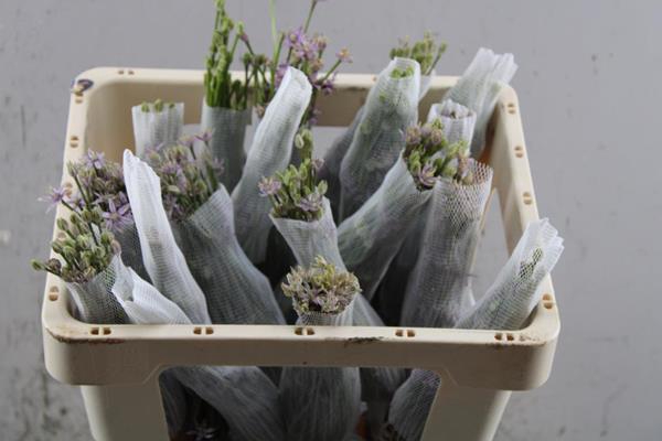 <h4>Allium Schubertii L 50</h4>
