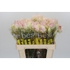 Blushing Bride 4/6 Flowers