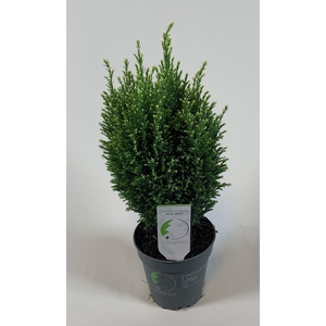 Chamaecyparis lawsoniana 'Snow White' P13