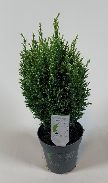 <h4>Chamaecyparis lawsoniana 'Snow White' P13</h4>