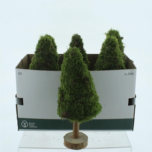 Pres Moss Tree Round 40cm