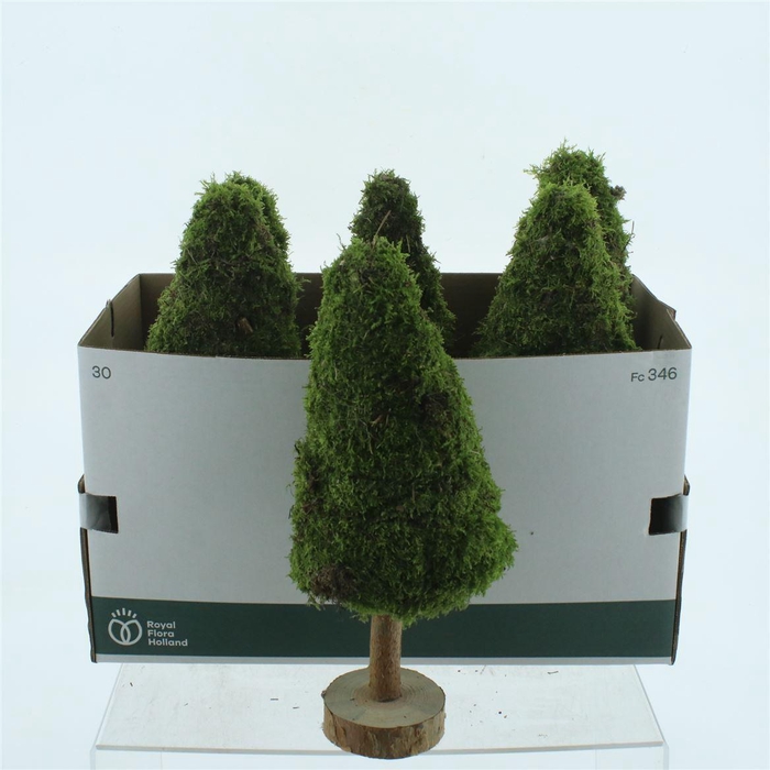 <h4>Pres Moss Tree Round 40cm</h4>