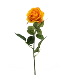 Rosa 65cm