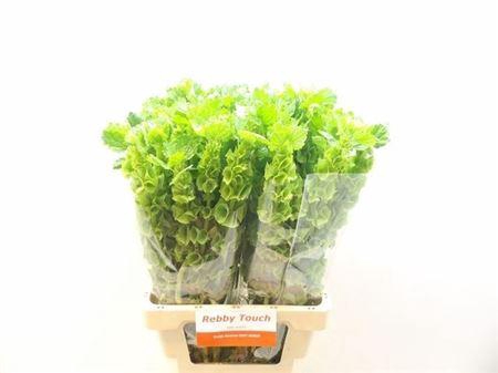 <h4>Moluccella Stuk</h4>