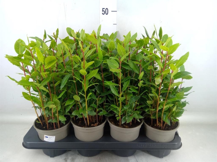 <h4>Laurus nobilis</h4>