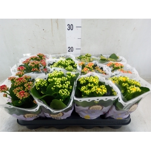 Kalanchoe blos.   ..rosebud mix  5