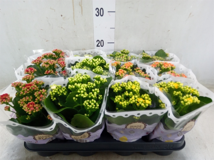 <h4>Kalanchoe blos.   ..rosebud mix  5</h4>