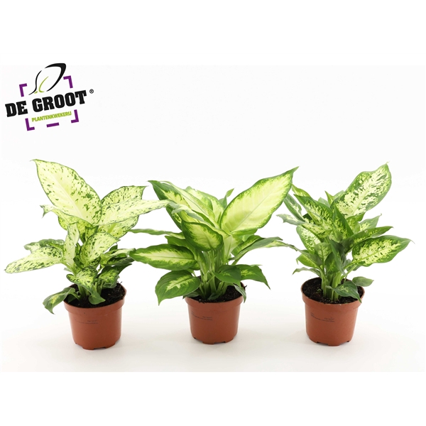 <h4>Dieffenbachia mix</h4>