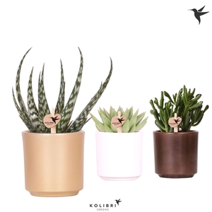 Kolibri Greens Succulenten mix in Simplicity pot mix