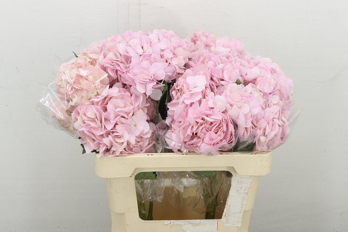 <h4>Hydrangea Import Light Pink</h4>