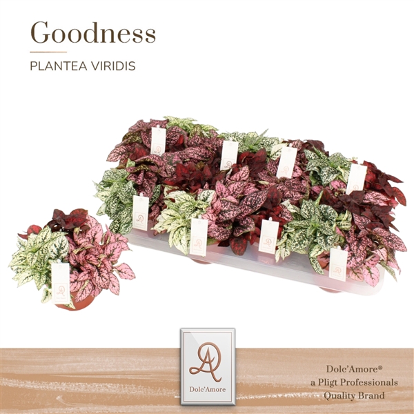 <h4>Hypoestes TRIO P12 Dolc'Amore® Etiket</h4>