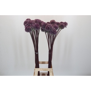 Allium Summer Drummer