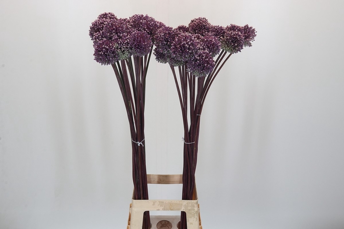 <h4>Allium Summer Drummer</h4>