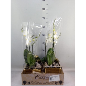 Arr.  Phalaenopsis  H%