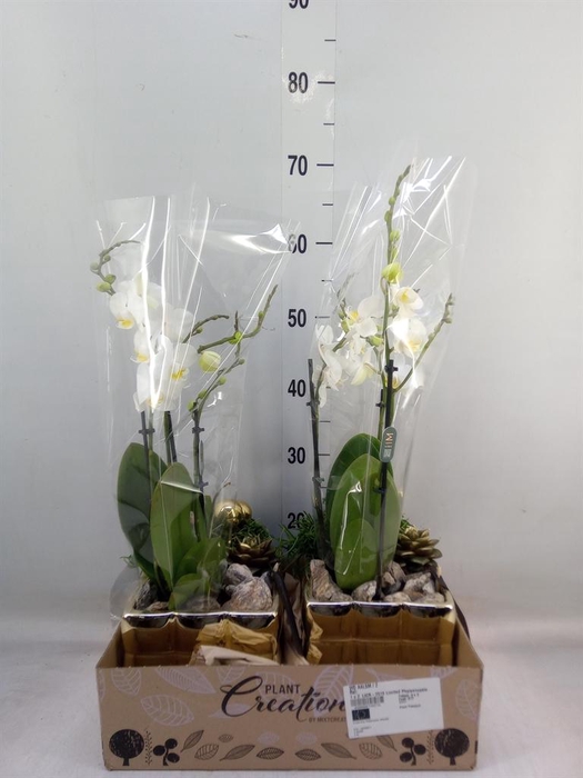 <h4>Arr.  Phalaenopsis  H%</h4>