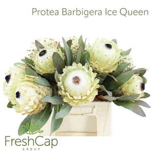 PROTEA M ICE QUEEN