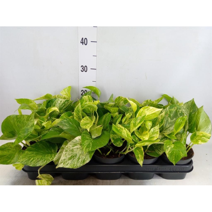 <h4>Epipremnum pinn. 'Marble Queen'</h4>