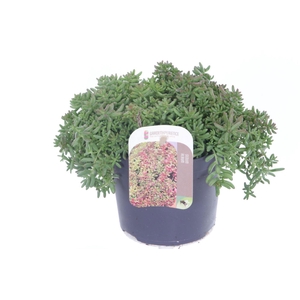 Sedum album Coral Carpet