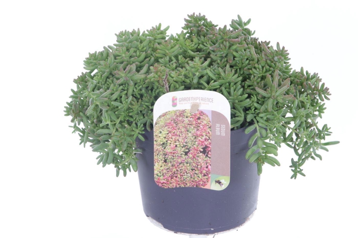 <h4>Sedum album Coral Carpet</h4>