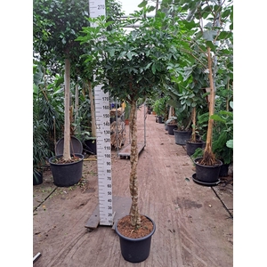 Schefflera Compacta twister 240