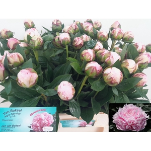 PAEO L SARA BERNHARD