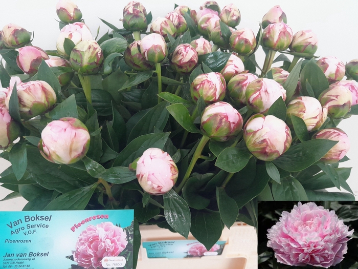 <h4>PAEO L SARA BERNHARD</h4>