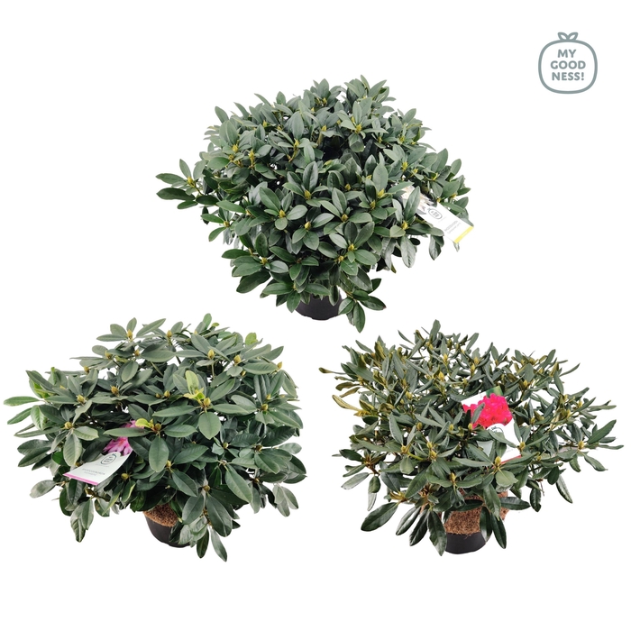 <h4>Rhododendron hybr. Mix C25 100+</h4>