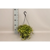Indoor 23cm Callisia