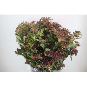 Viburnum Blooming Valery P Bunch