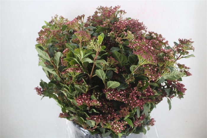 <h4>Viburnum Blooming Valery P Bunch</h4>