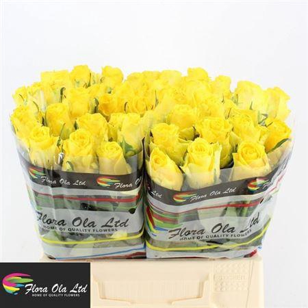 <h4>R Gr Penny Lane</h4>