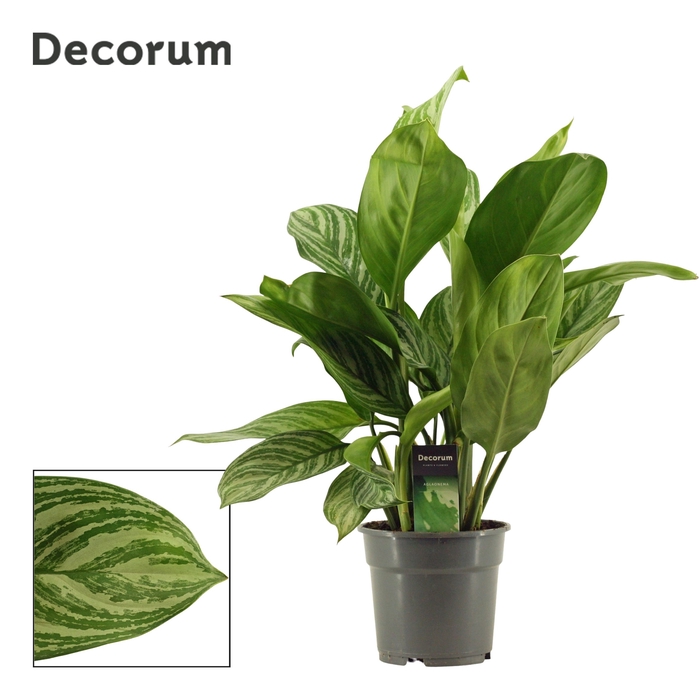 <h4>Aglaonema Stripes</h4>