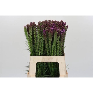 LIATRIS SPICATA X 50