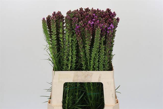 <h4>LIATRIS SPICATA X 50</h4>