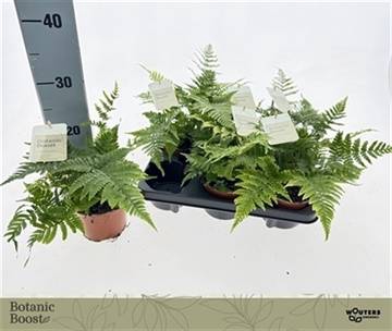 <h4>DRYOPTERIS ERYTHROSO</h4>