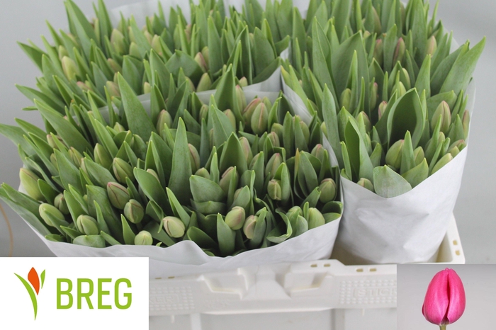 <h4>TU EN CAROLA</h4>