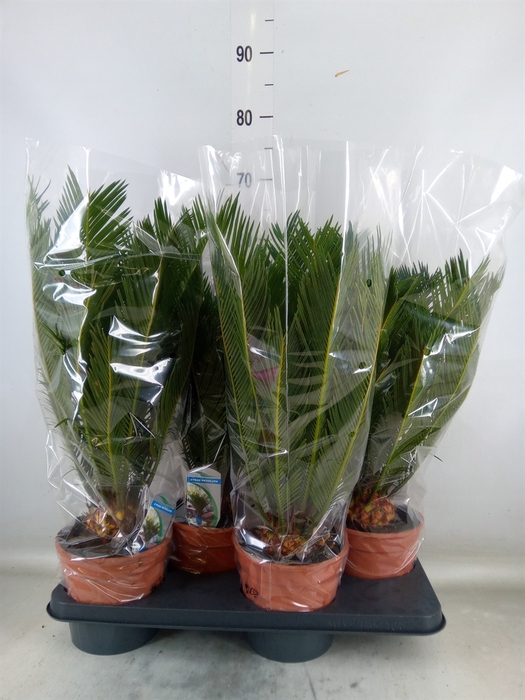 <h4>Cycas revoluta</h4>