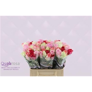 R Gr Mix Madam Cerise