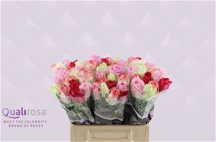 R Gr Mix Madam Cerise