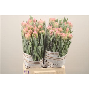 Tu Fr Du Strawber Cream