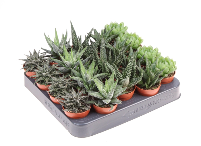 <h4>Haworthia op rij</h4>