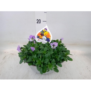 Viola corn.   ...mix