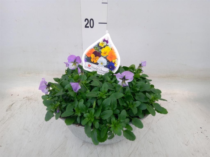 <h4>Viola corn.   ...mix</h4>