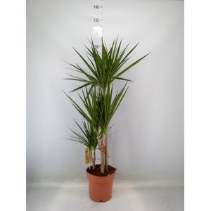 Dracaena marg.